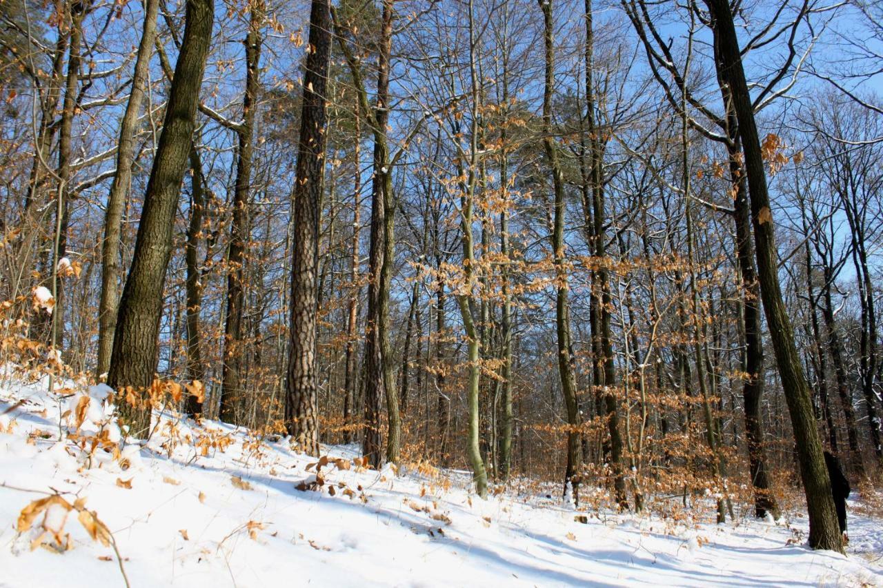 Ferienwohnung Natur Und Kunst Drezda Kültér fotó