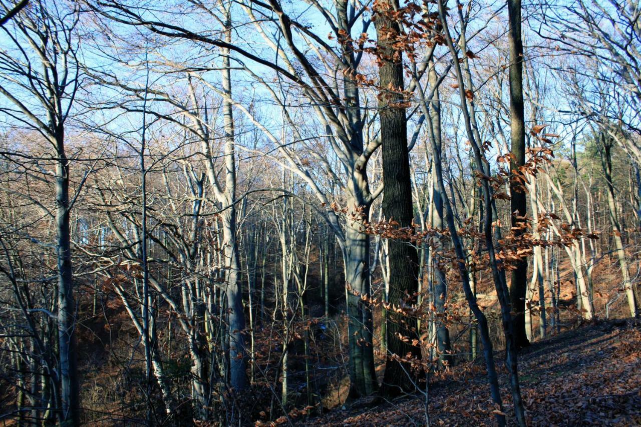 Ferienwohnung Natur Und Kunst Drezda Kültér fotó
