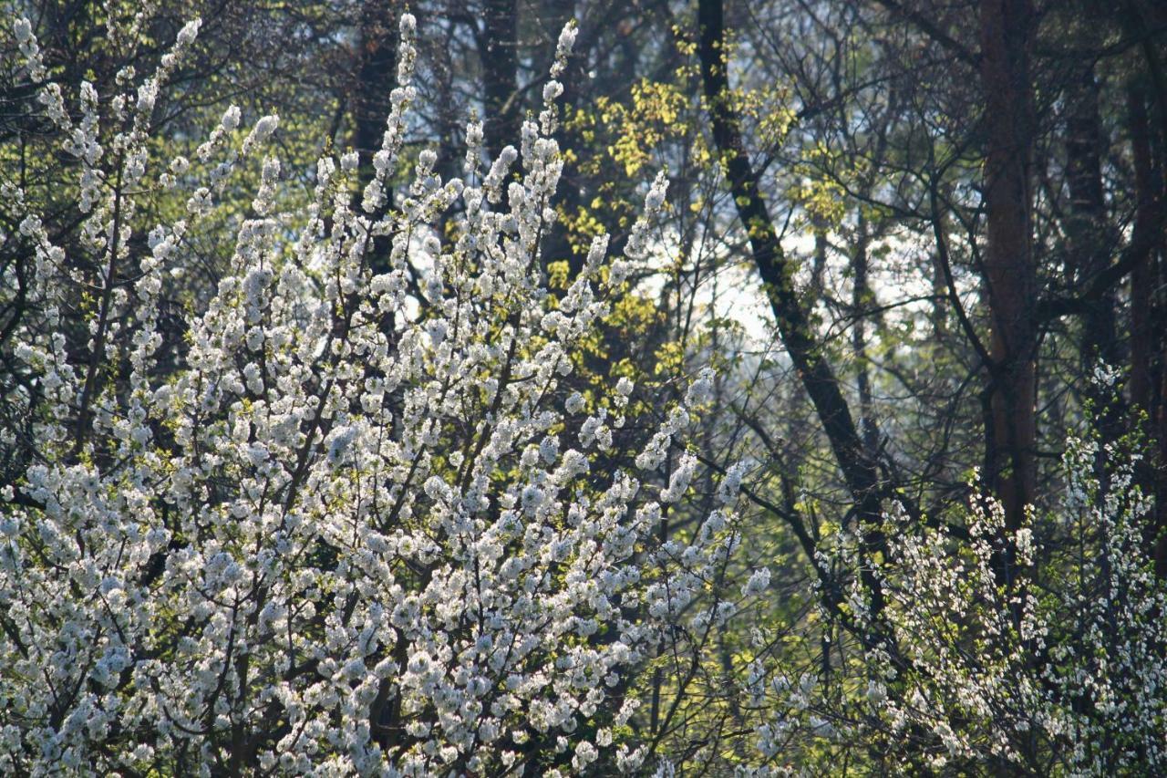 Ferienwohnung Natur Und Kunst Drezda Kültér fotó