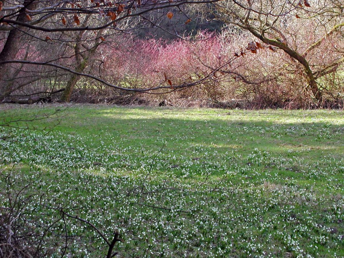 Ferienwohnung Natur Und Kunst Drezda Kültér fotó